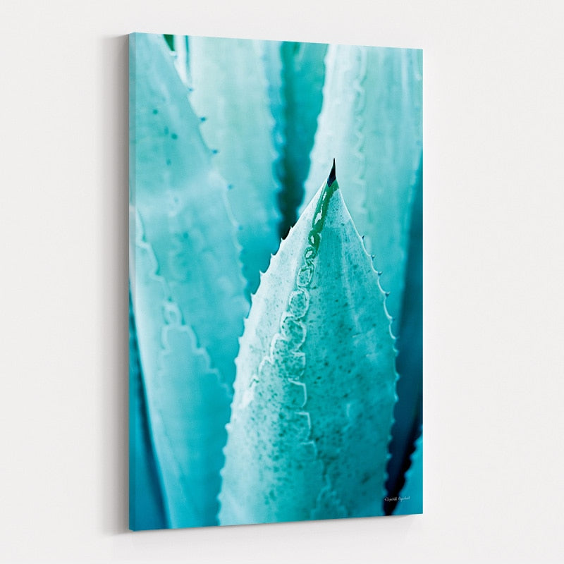 Abstract Agava II Color by Elizabeth Urquhart wall art