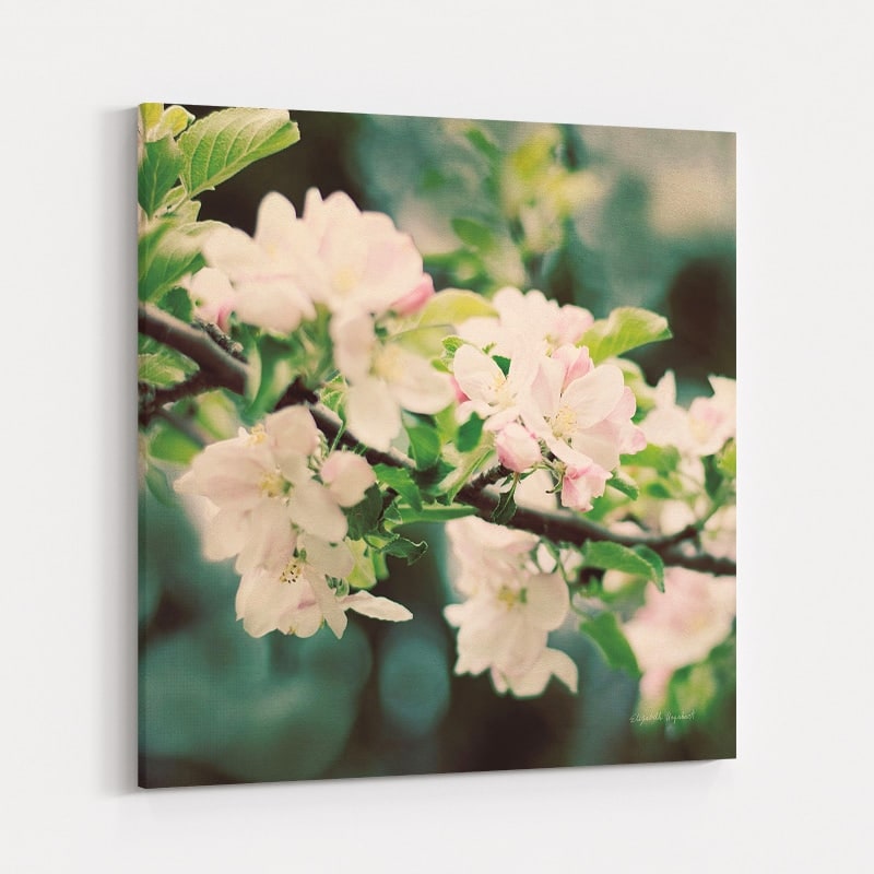 Apple Blossoms I by Elizabeth Urquhart wall art