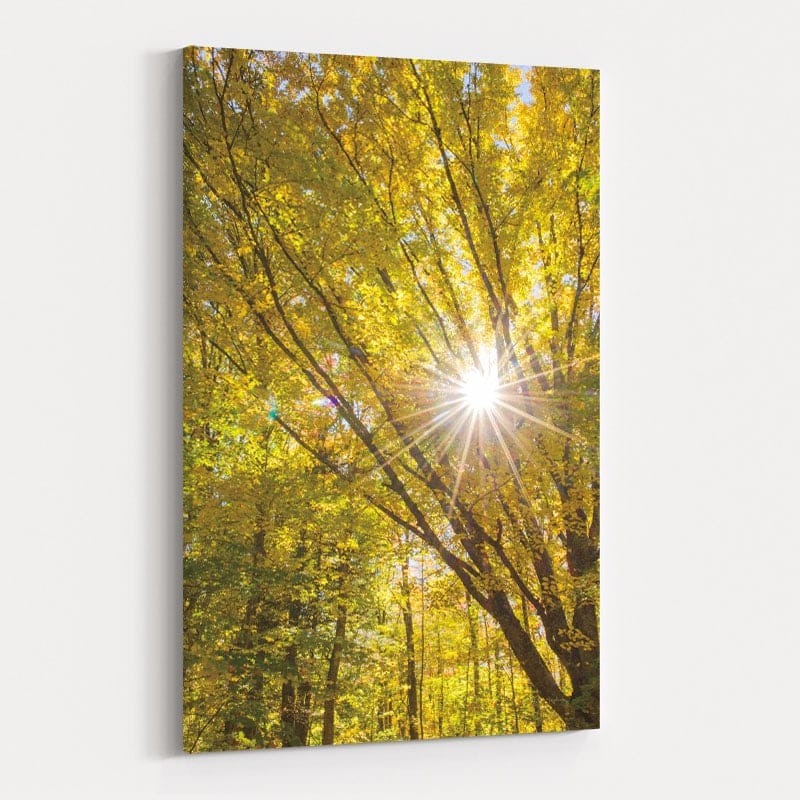 Autumn Foliage Sunburst I by Alan Majchrowicz wall art