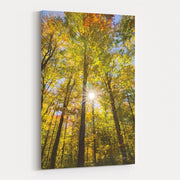 Autumn Foliage Sunburst Iii by Alan Majchrowicz wall art