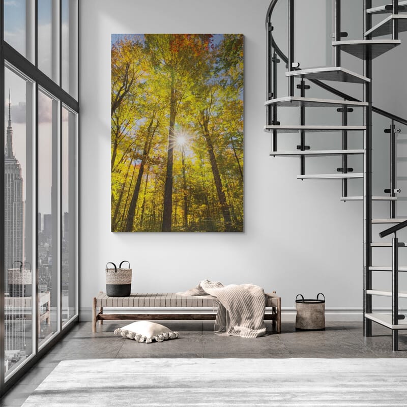 Autumn Foliage Sunburst Iii by Alan Majchrowicz wall art in a living room