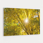 Autumn Foliage Sunburst V by Alan Majchrowicz wall art
