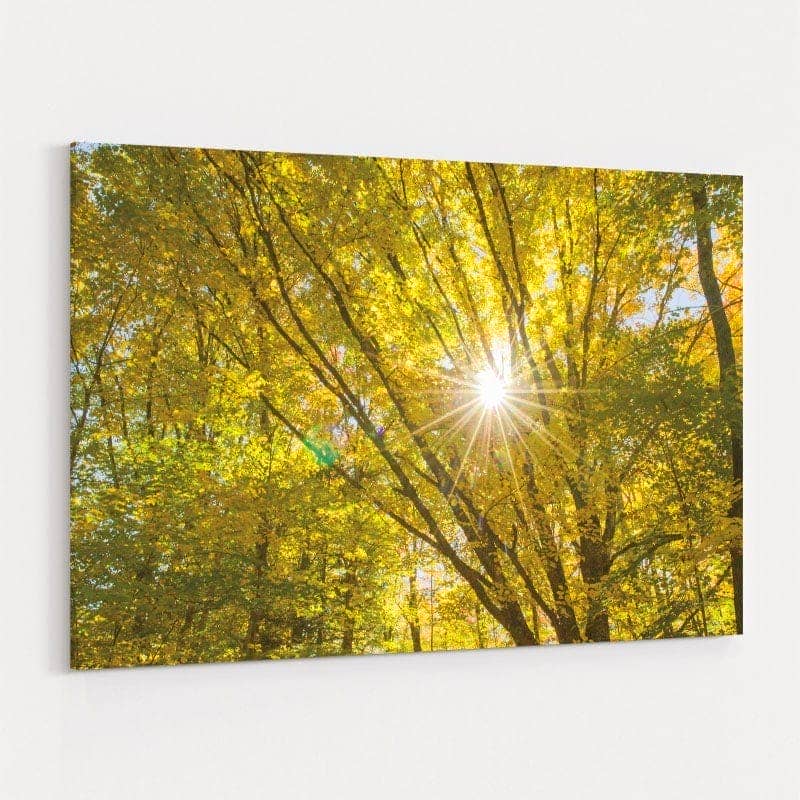 Autumn Foliage Sunburst V by Alan Majchrowicz wall art
