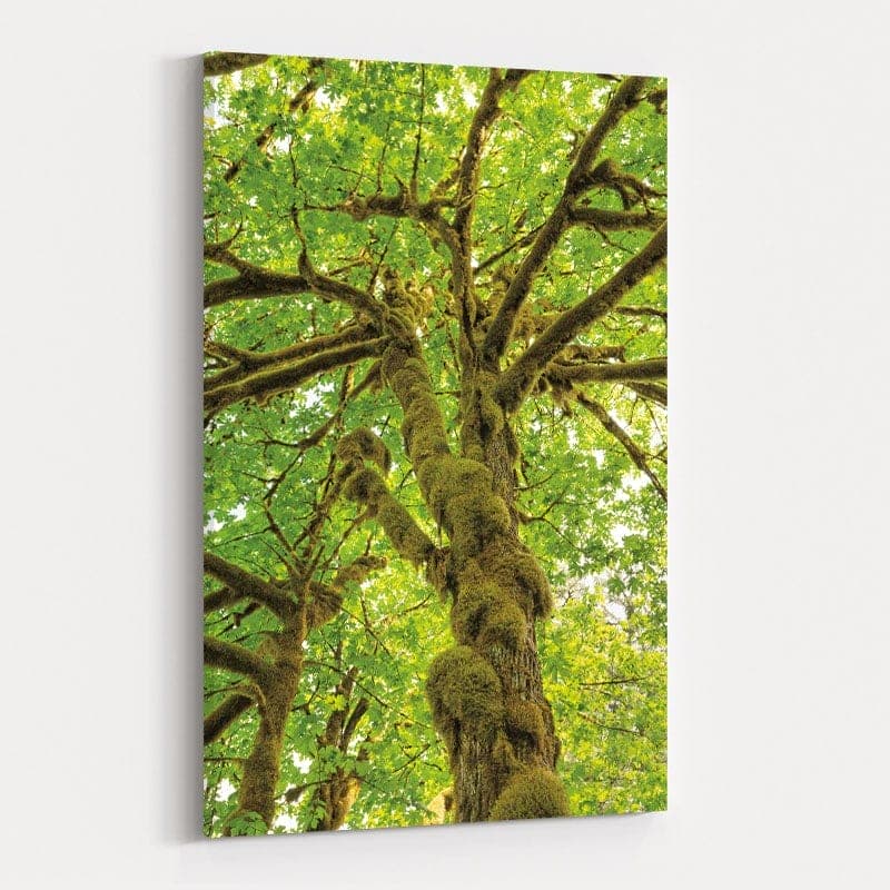 Big Leaf Maple Trees Iv by Alan Majchrowicz wall art
