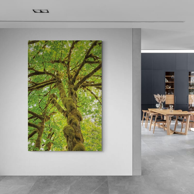 Big Leaf Maple Trees Iv by Alan Majchrowicz wall art from Glam Wall Art