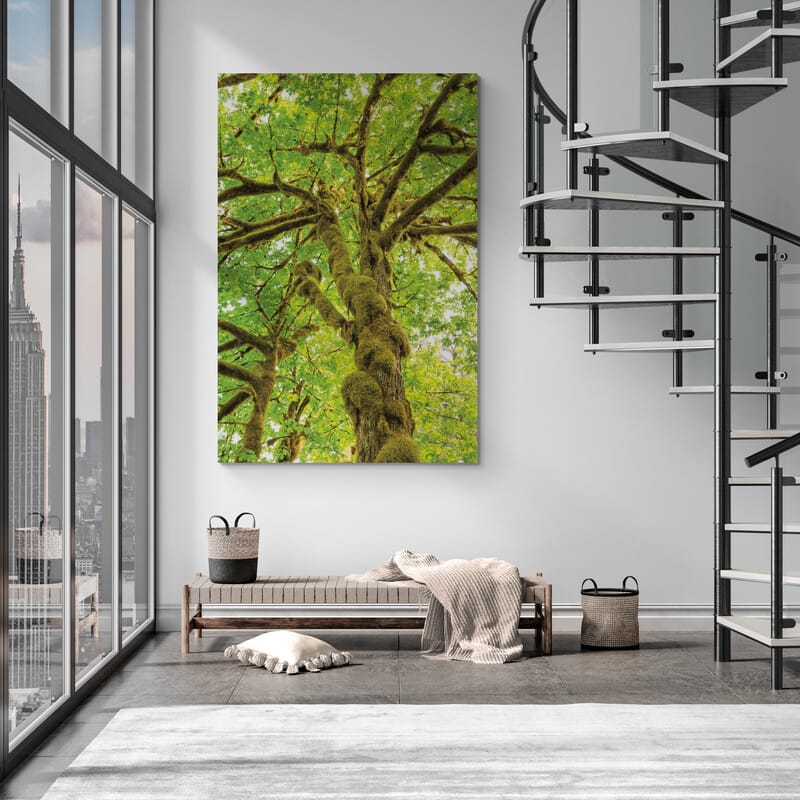 Big Leaf Maple Trees Iv by Alan Majchrowicz wall art in a living room