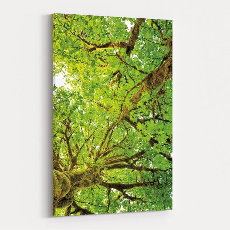 Big Leaf Maple Trees V by Alan Majchrowicz wall art