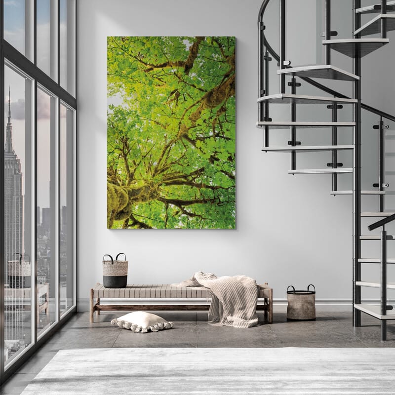 Big Leaf Maple Trees V by Alan Majchrowicz wall art in a living room