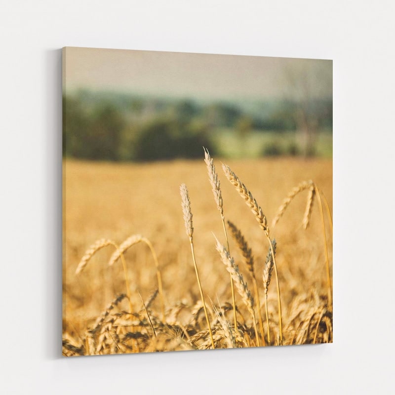 Blissful Country I Crop by Elizabeth Urquhart wall art