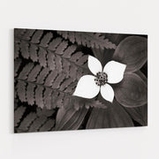 Bunchberry And Ferns Ii Bw by Alan Majchrowicz wall art