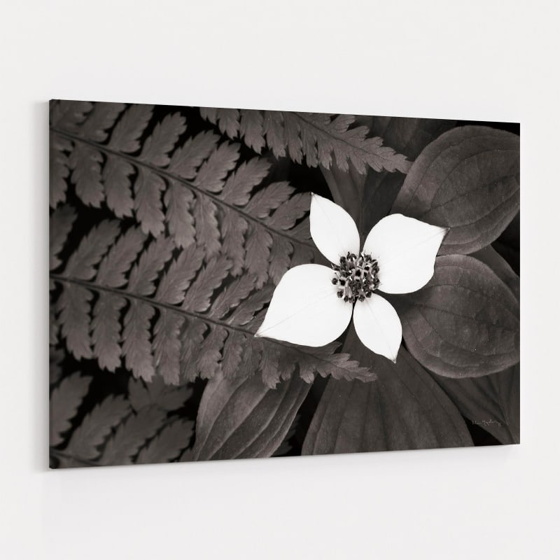 Bunchberry And Ferns Ii Bw by Alan Majchrowicz wall art