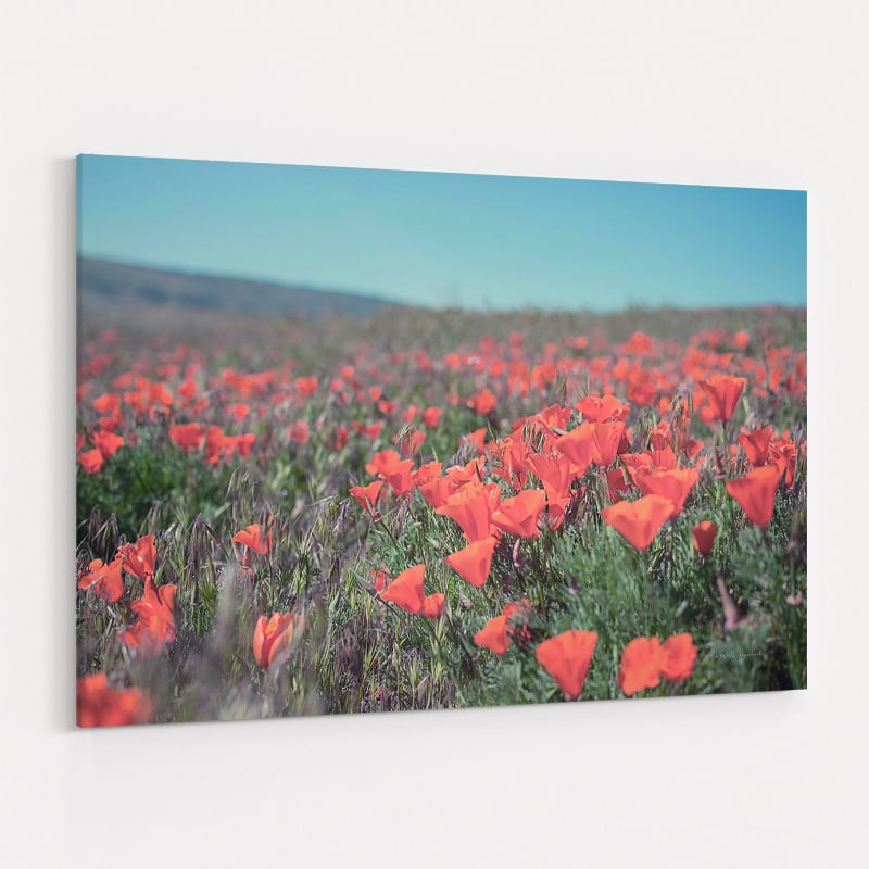 California Blooms I by Elizabeth Urquhart wall art