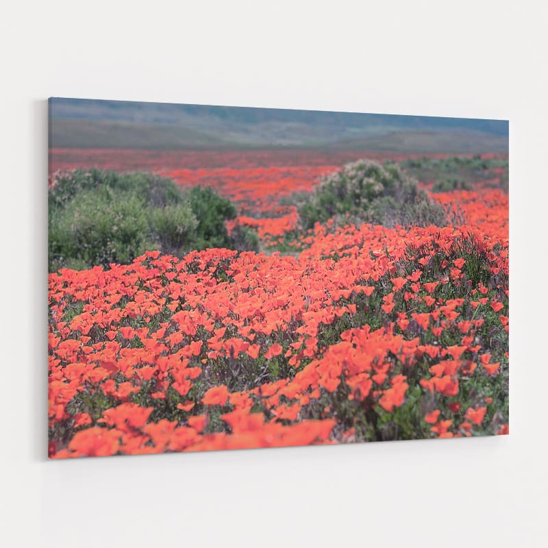 California Blooms II by Elizabeth Urquhart wall art