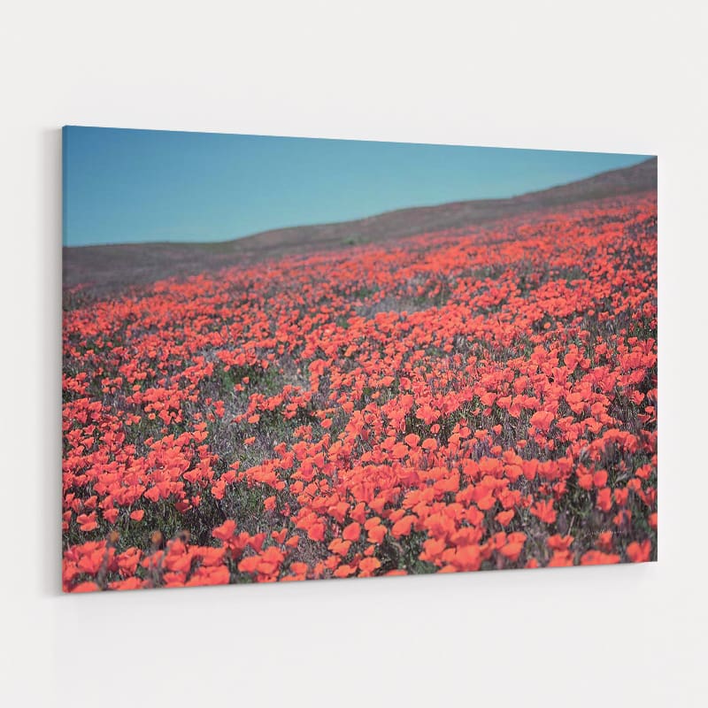 California Blooms III by Elizabeth Urquhart wall art