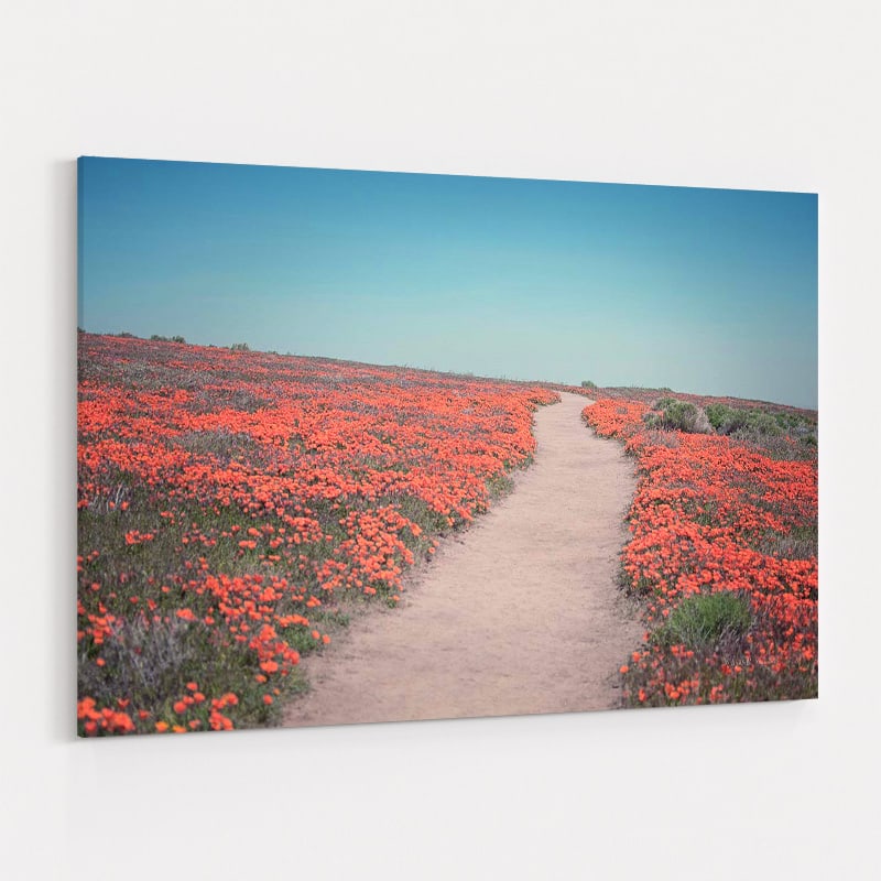California Blooms IV by Elizabeth Urquhart wall art