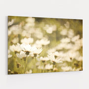 Daisies I by Elizabeth Urquhart wall art