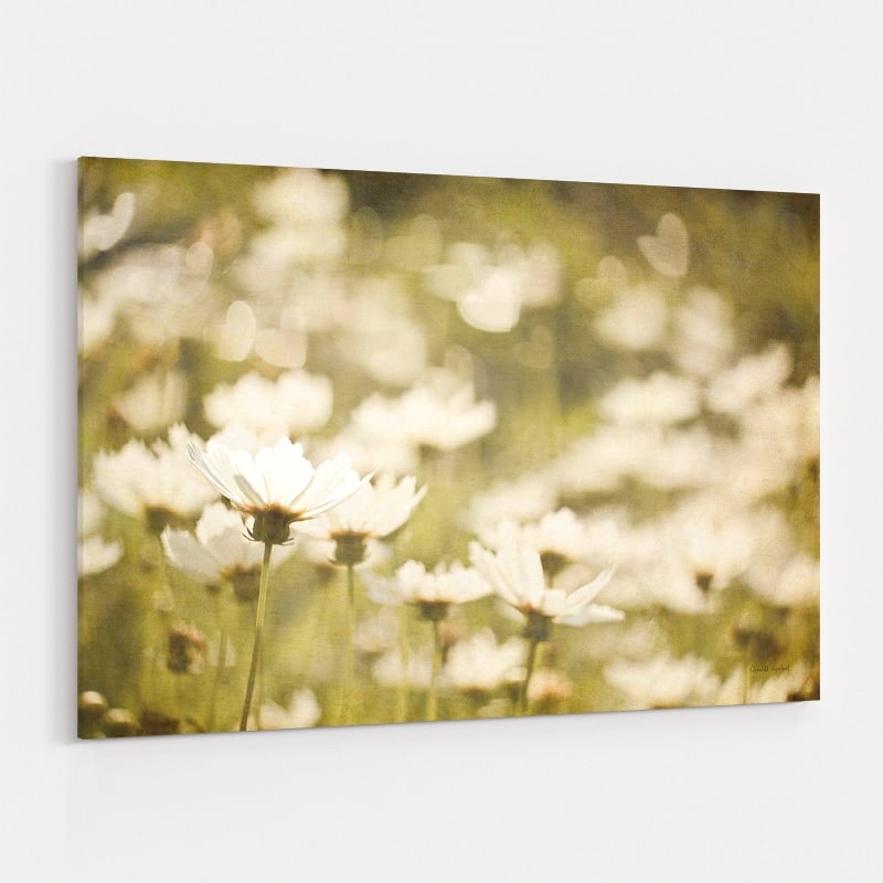Daisies I by Elizabeth Urquhart wall art