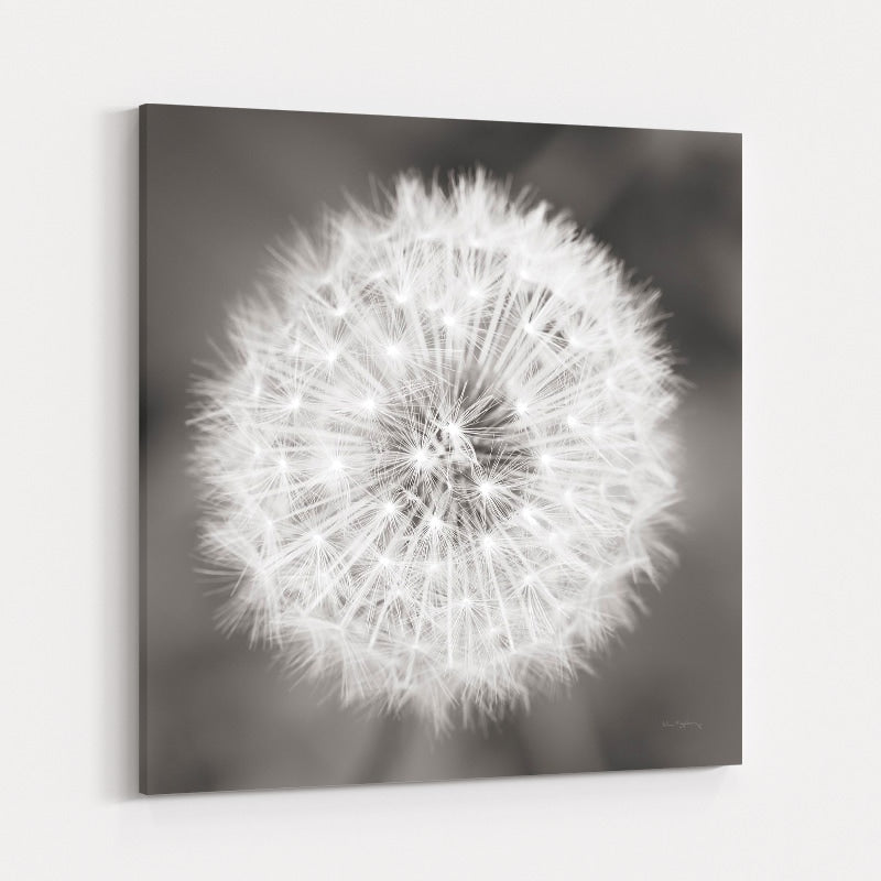 Dandelion Seedhead by Alan Majchrowicz wall art