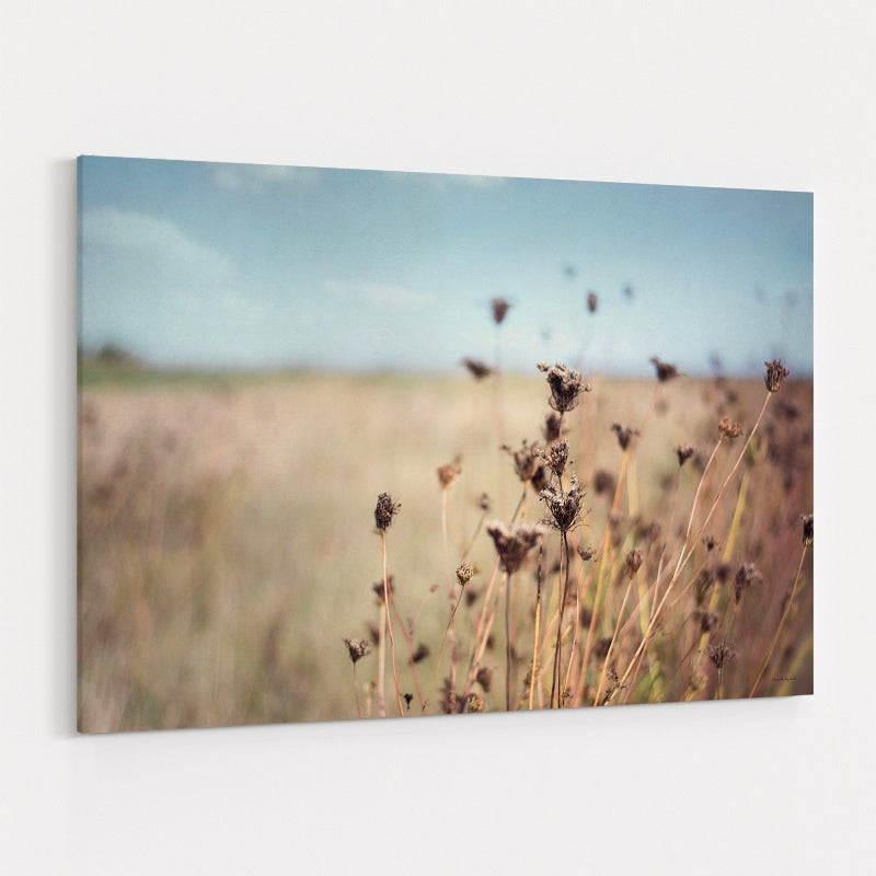 Falling Queen Anne's Lace I by Elizabeth Urquhart wall art
