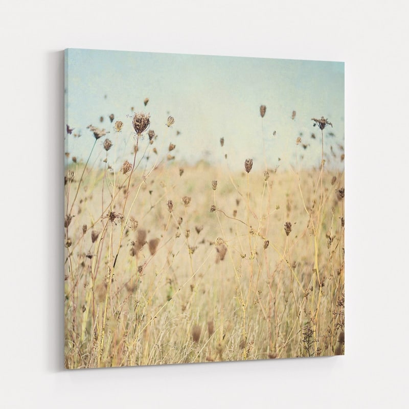 Falling Queen Anne's Lace II by Elizabeth Urquhart wall art