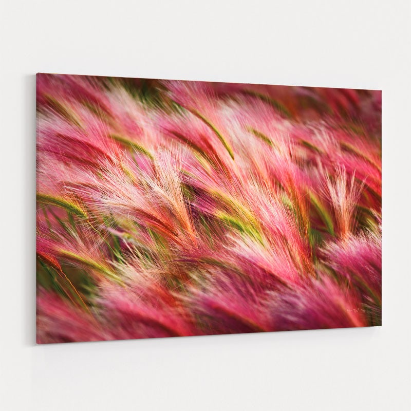 Foxtail Barley Ii by Alan Majchrowicz wall art