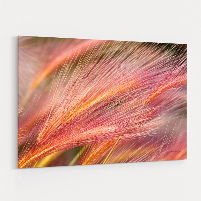 Foxtail Barley Iii by Alan Majchrowicz wall art