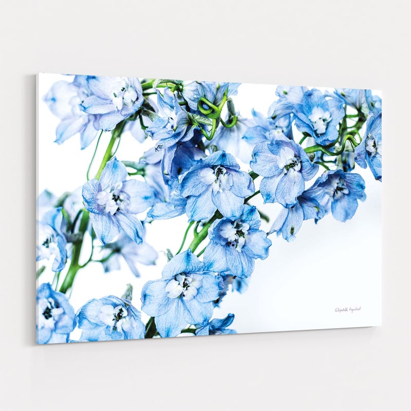 Freshly Picked Delphinium II by Elizabeth Urquhart wall art