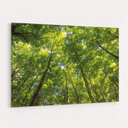 Hardwood Forest Canopy Iv by Alan Majchrowicz wall art