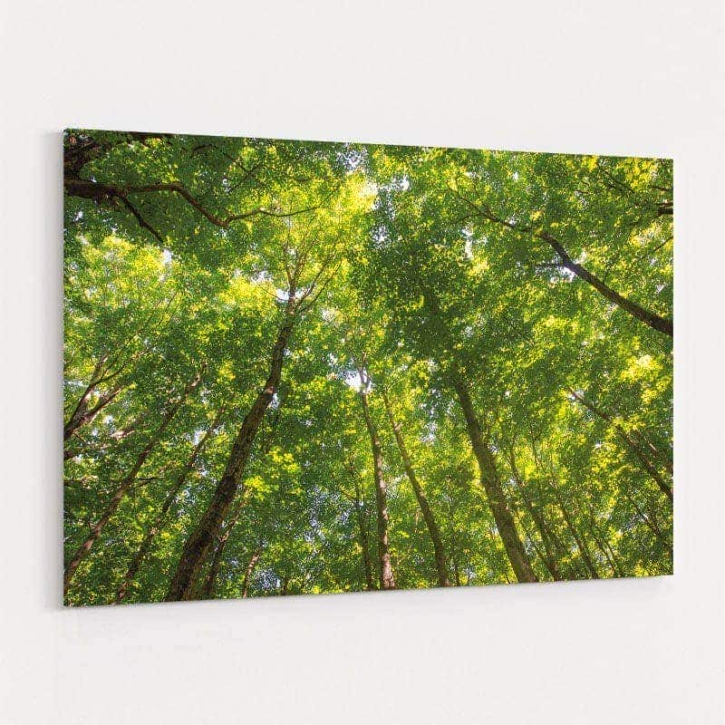 Hardwood Forest Canopy Iv by Alan Majchrowicz wall art