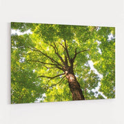 Hardwood Forest Canopy V by Alan Majchrowicz wall art