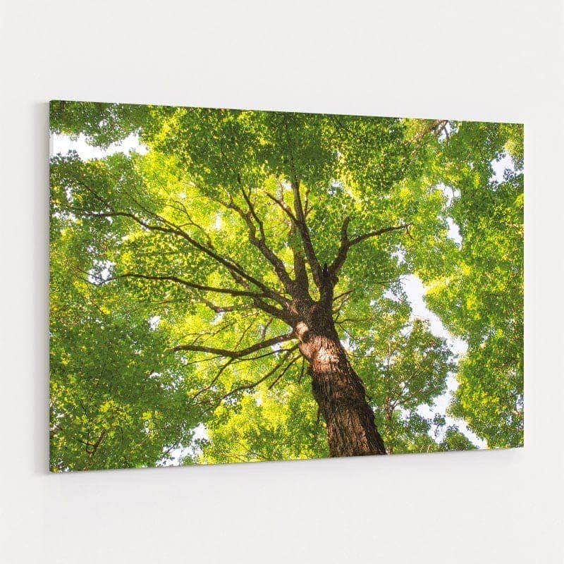 Hardwood Forest Canopy V by Alan Majchrowicz wall art