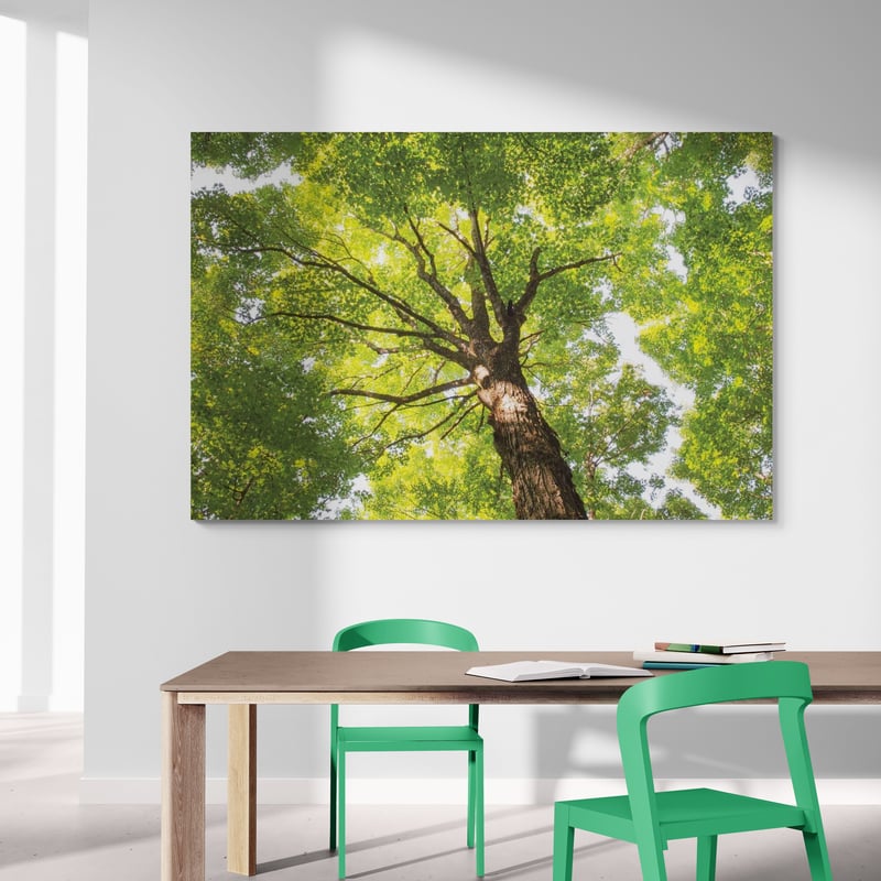 Hardwood Forest Canopy V by Alan Majchrowicz wall art from Glam Wall Art