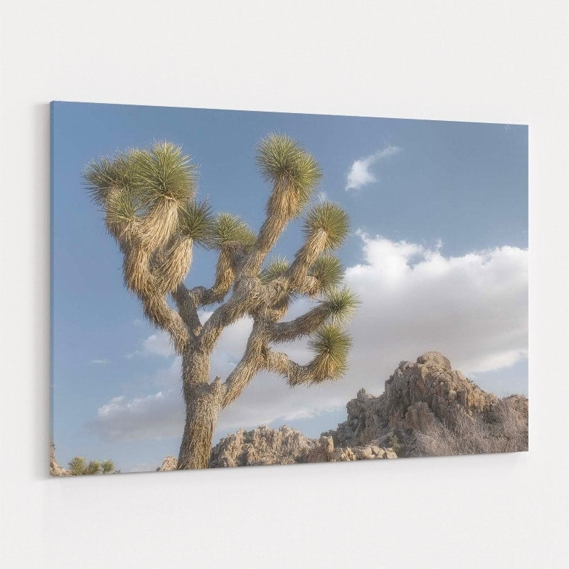 Joshua Tree National Park III by Alan Majchrowicz wall art