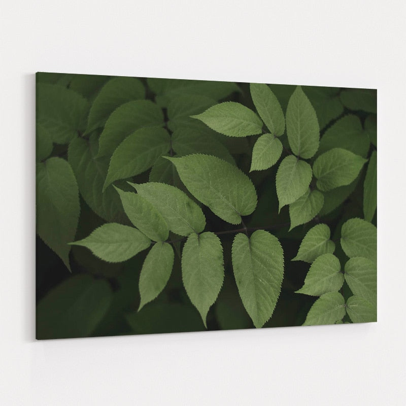 Leafy II by Elizabeth Urquhart wall art