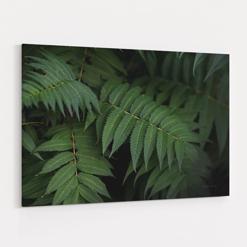 Leafy V by Elizabeth Urquhart wall art