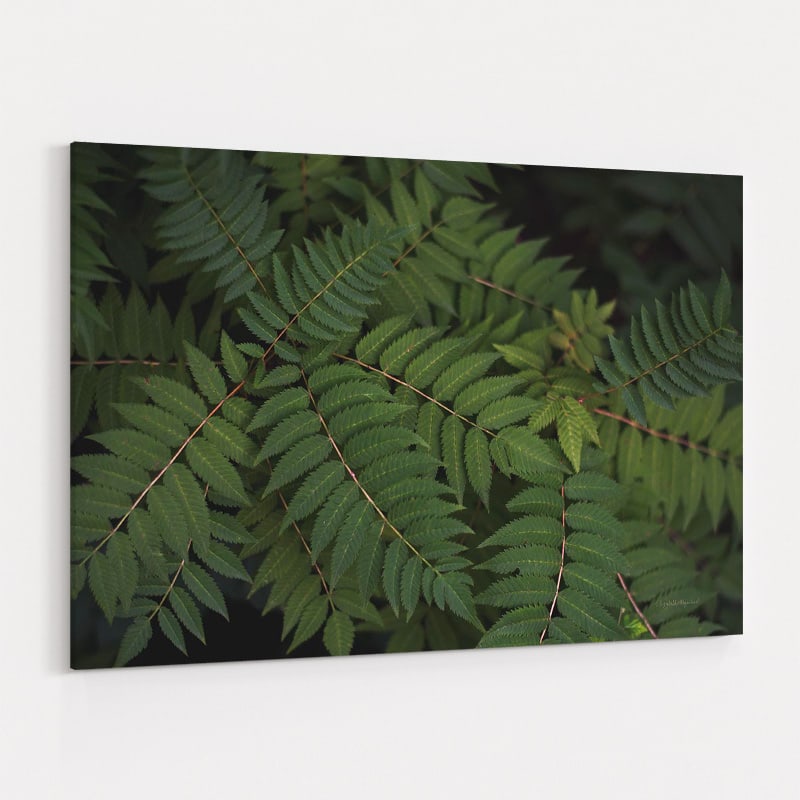 Leafy VI by Elizabeth Urquhart wall art