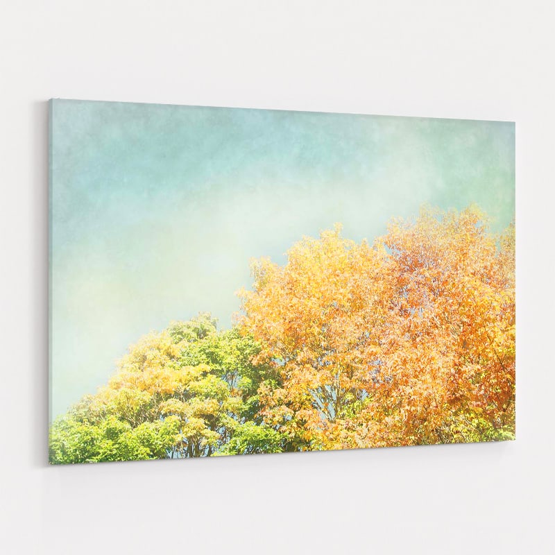 Looking Up II by Elizabeth Urquhart wall art