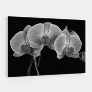 Moth Orchids I by Alan Majchrowicz wall art
