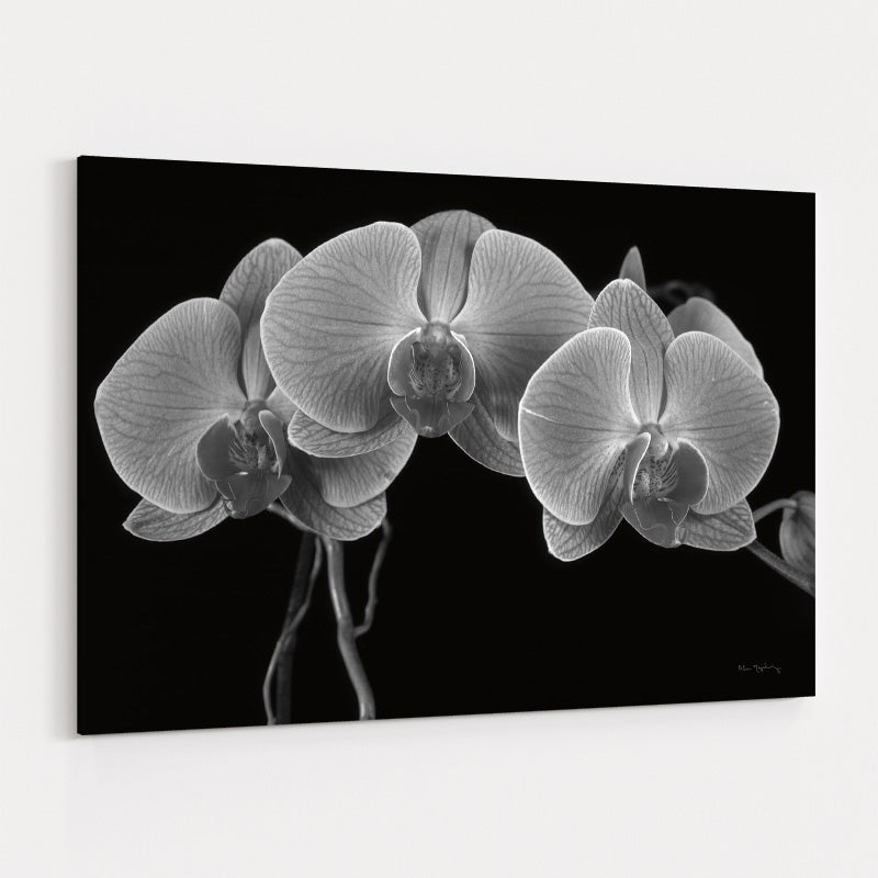 Moth Orchids I by Alan Majchrowicz wall art
