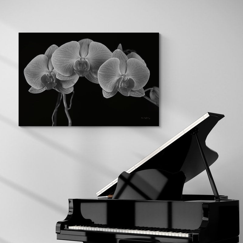 Moth Orchids I by Alan Majchrowicz wall art from Glam Wall Art