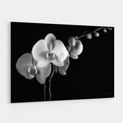 Moth Orchids Ii by Alan Majchrowicz wall art