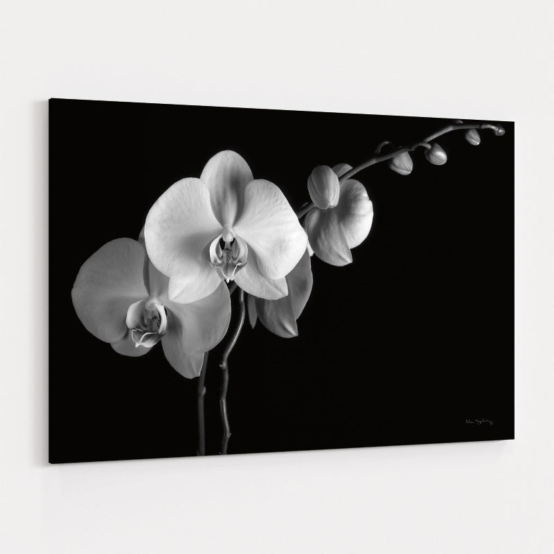 Moth Orchids Ii by Alan Majchrowicz wall art