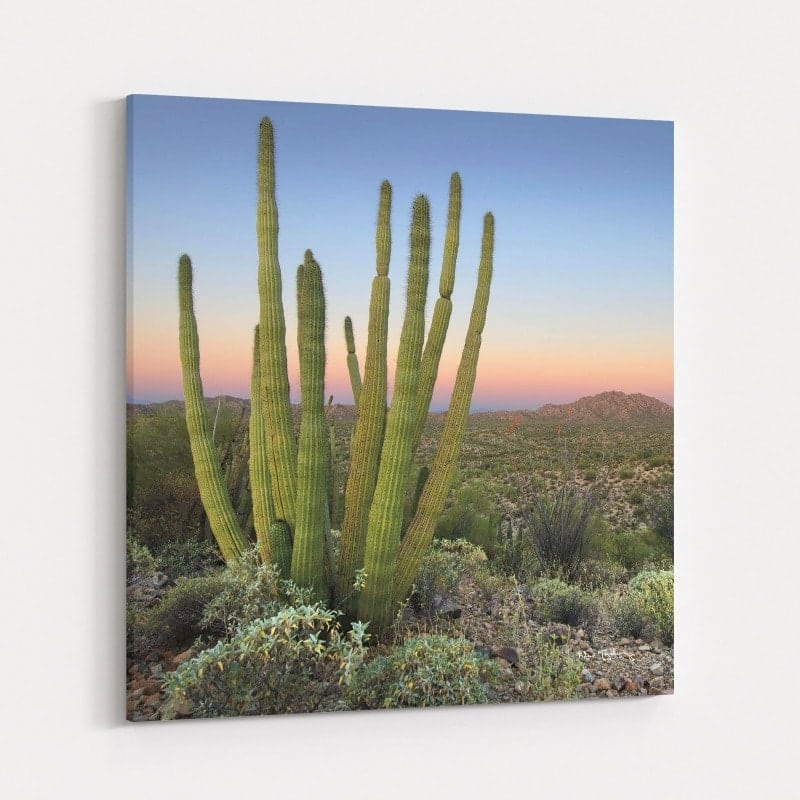 Organ Pipe Cactus At Dusk Crop by Alan Majchrowicz wall art