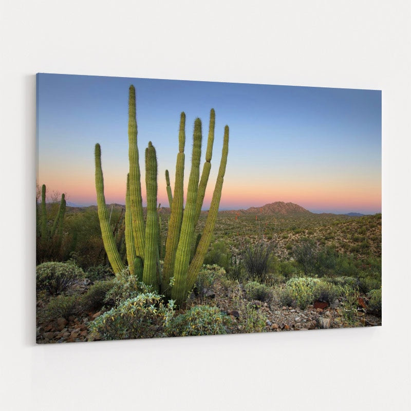 Organ Pipe Cactus At Dusk by Alan Majchrowicz wall art