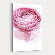 Pink Lady I Crop by Elizabeth Urquhart wall art