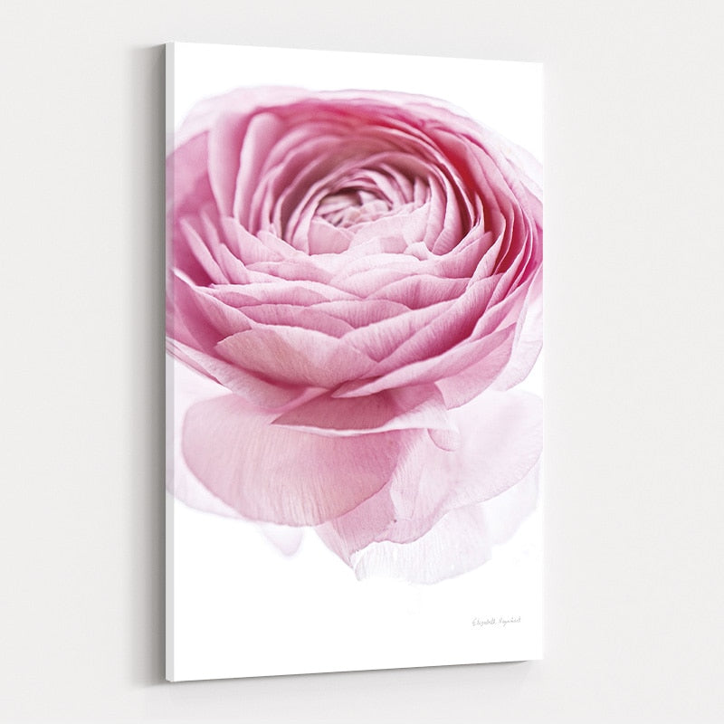 Pink Lady I Crop by Elizabeth Urquhart wall art
