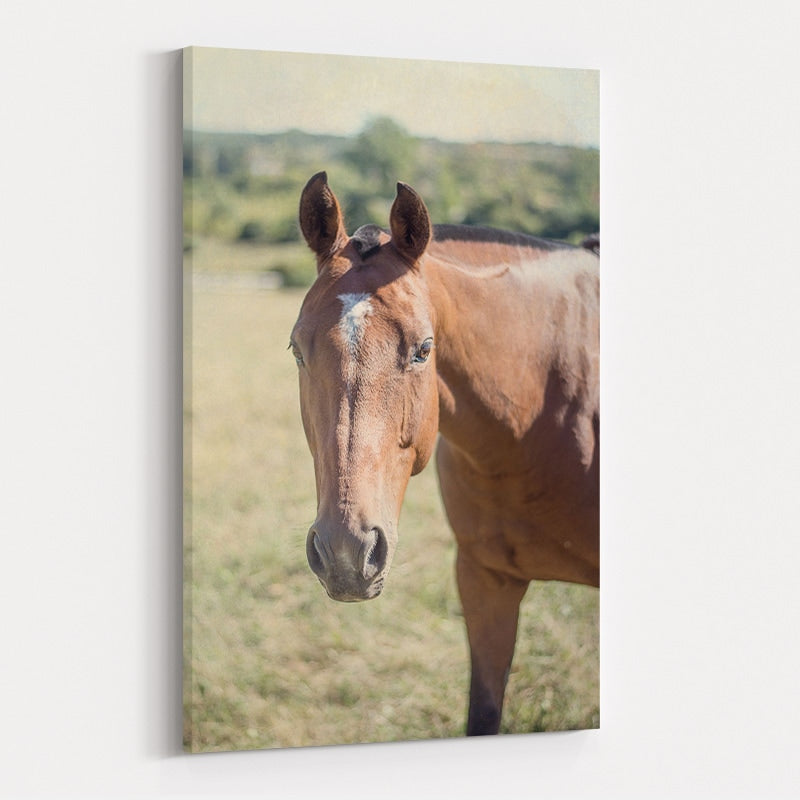 Polo Pony II by Elizabeth Urquhart wall art
