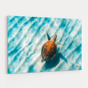 Sandbar Sea Turtle II by Max Blakesberg Studios wall art