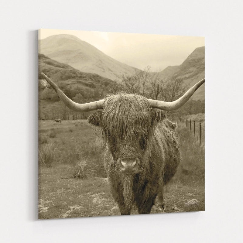 Scottish Highland Cattle III Sepia by Alan Majchrowicz wall art