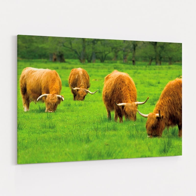 Scottish Highland Cattle Ix by Alan Majchrowicz wall art